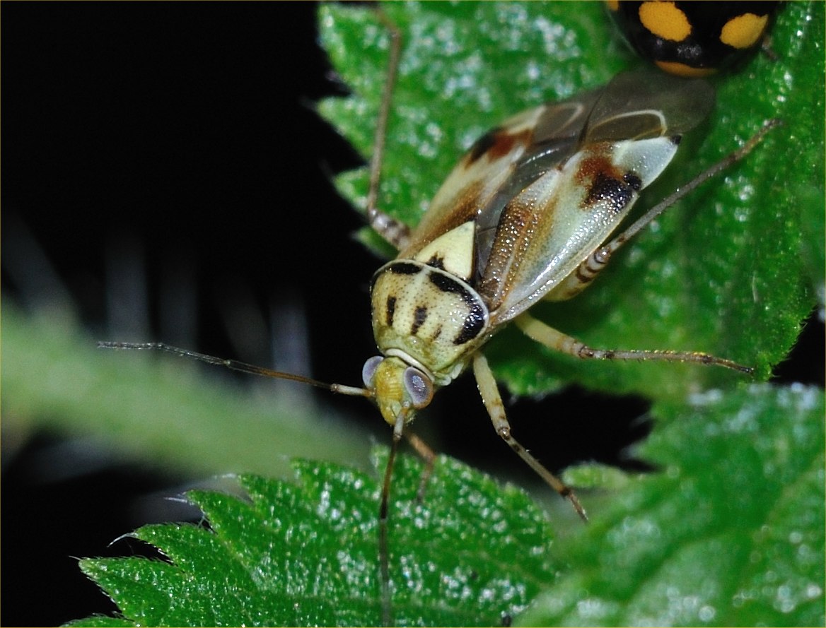 Miridae: Lygus gemellatus del Parco della Marcigliana